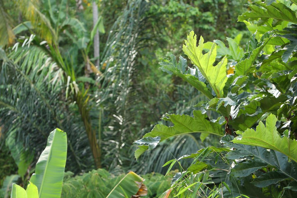 Aria Villas Ubud Zewnętrze zdjęcie